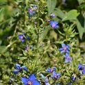 Anagallis monelli 'Blue Light'